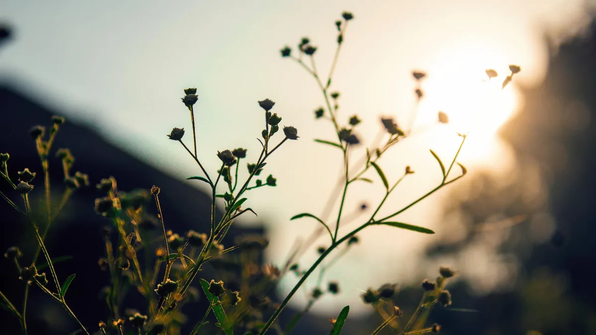 A peaceful scene of wildflowers silhouetted against a vibrant sunset sky.