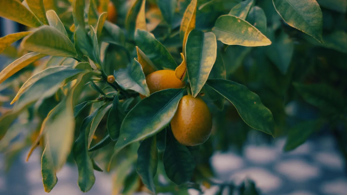 Vibrant close-up of kumquat fruit and lush green leaves in a spring garden setting.