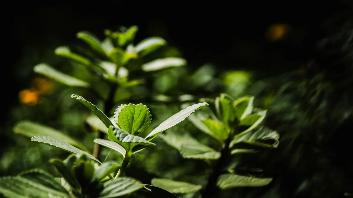 Ingredients in Audifort and Their Benefits